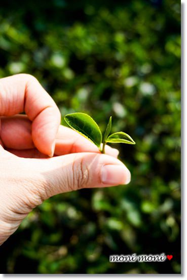 20250919-dq46t 20250919-dq46t