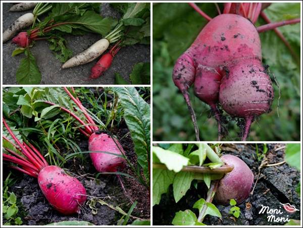 20250919-pt5w0 20250919-pt5w0