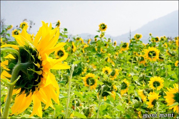 20250919-8qo95 20250919-8qo95