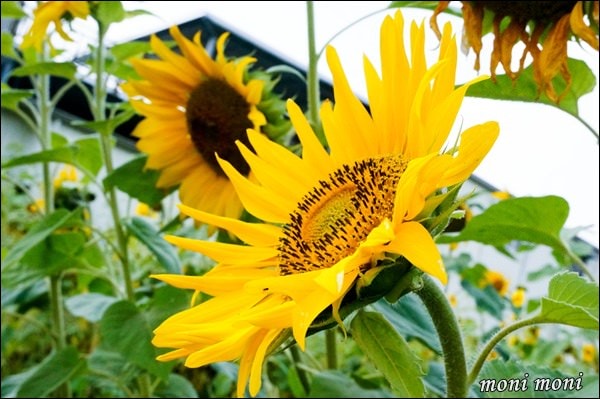 20250919-kh3xc 20250919-kh3xc