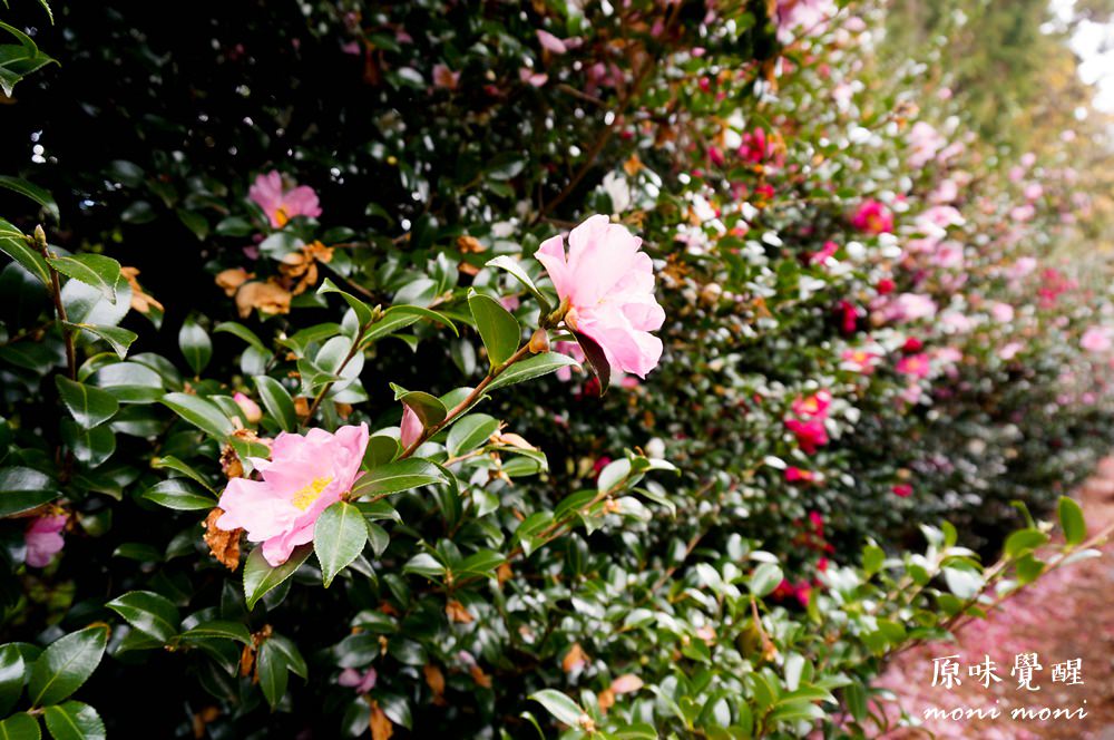 20250919-vlyk4 20250919-vlyk4