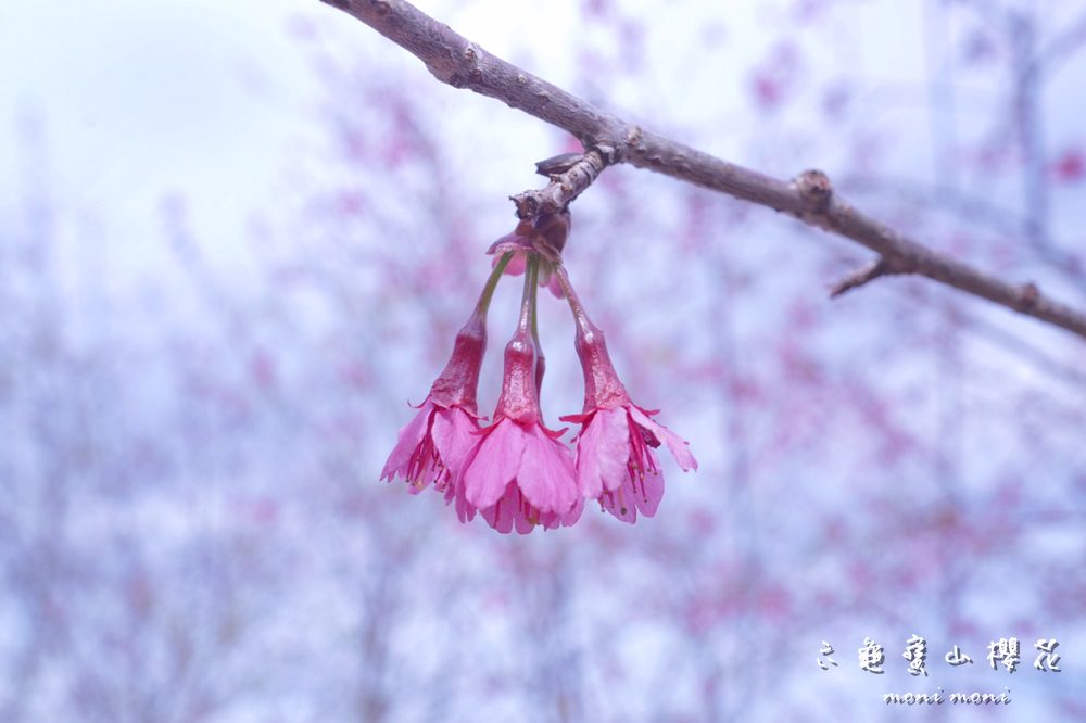 20250919-k82st 20250919-k82st