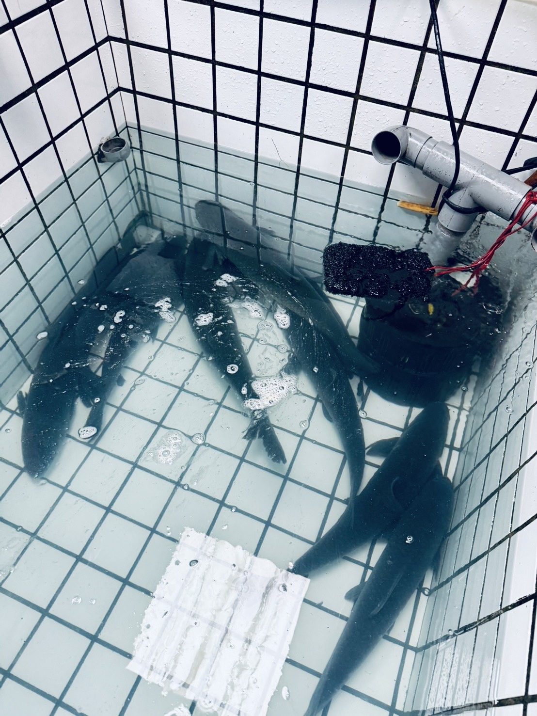 桃園石門水庫美食懶人包|石門水庫散步+「大石門活魚老店」五吃,必買黃大目大溪豆干 - 第7張圖 石門水庫活魚推薦,大石門活魚老店烏鰡活魚五吃